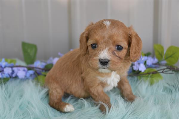 [#251168-03]  - Red M Cavapoo Puppies For Sale