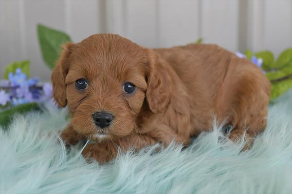 [#251168-08]  - Red F Cavapoo Puppies For Sale