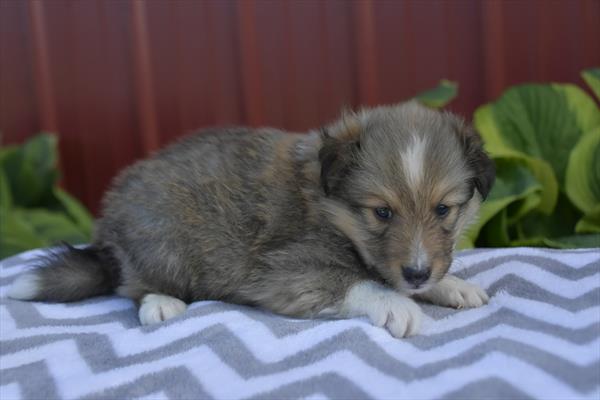 [#251172-01]  - Sable / White M Shetland Sheepdog Puppies For Sale