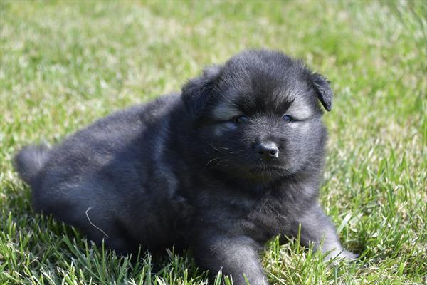 [#251256-05]  - Black Silver M Keeshond Puppies For Sale