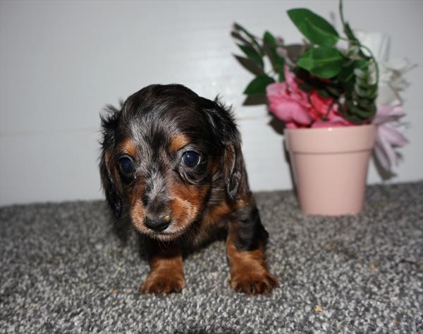 [#251208-01]  - Blue Dapple M Dachshund Puppies For Sale