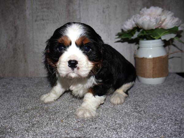 [#251202-02]  - Tri-Colored M Cavalier King Charles Spaniel Puppies For Sale