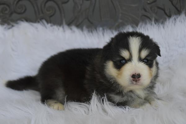 [#251156-03]  - Gray / White M Pomsky Puppies For Sale