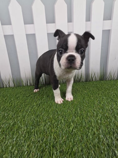 [#251082-03]  - Black / White F Boston Terrier Puppies For Sale