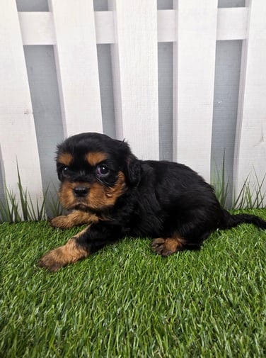 [#251217-02]  - Black / Tan M Cavalier King Charles Spaniel Puppies For Sale
