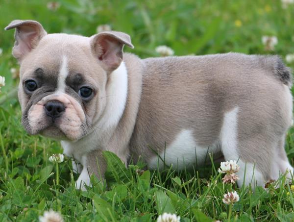 [#251264-02]  - Blue M French Bulldog Puppies For Sale