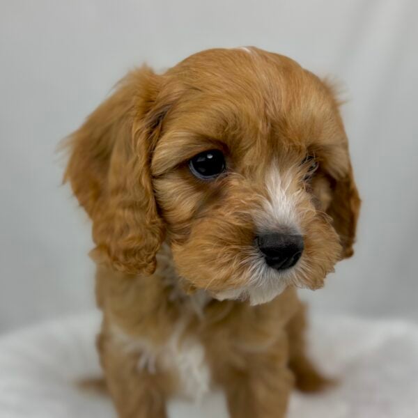 [#251168-03]  - Red M Cavapoo Puppies For Sale