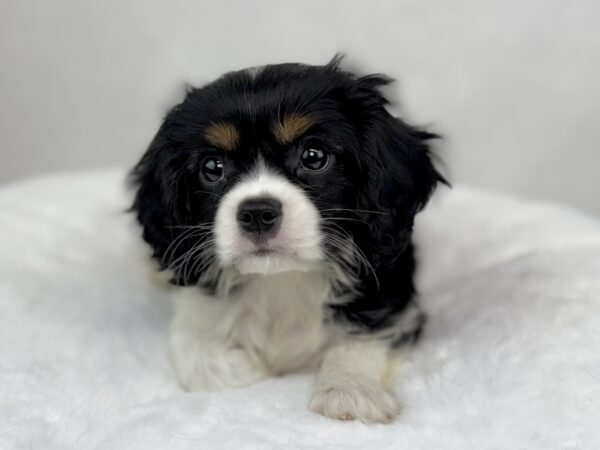 [#251087-02]  - Tri-Colored M Cavalier King Charles Spaniel Puppies For Sale