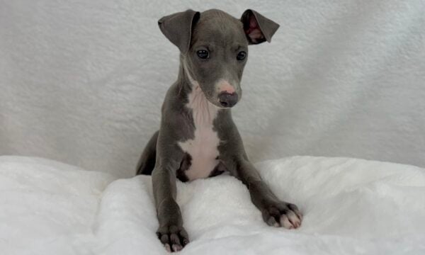 [#251163-01]  - Blue / White M Italian Greyhound Puppies For Sale