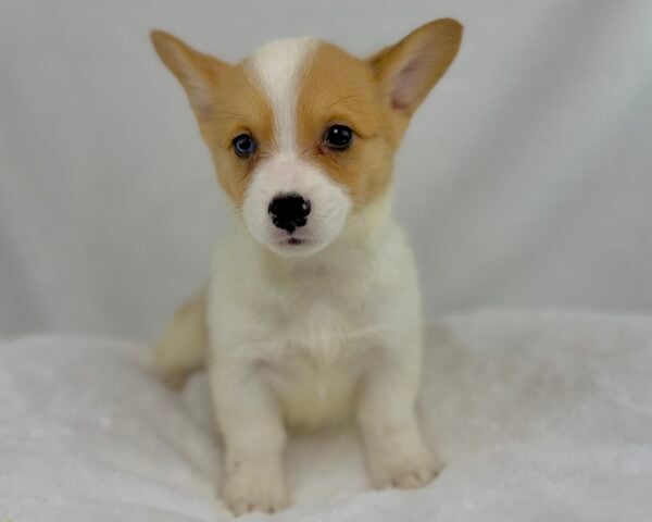 [#251185-05]  - Merle F Pembroke Welsh Corgi Puppies For Sale