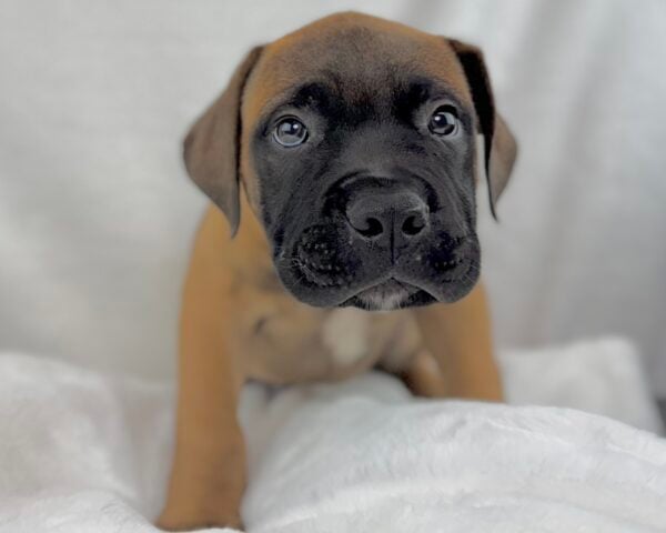 [#251412-01]  - Red M Bullmastiff Puppies For Sale