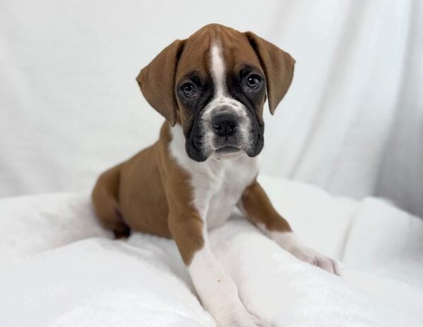[#251243-01]  - Mahogany / White M Boxer Puppies For Sale
