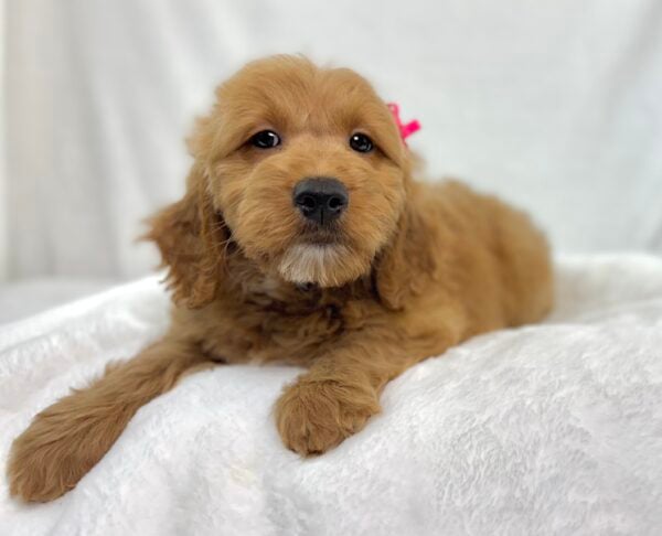 [#251142-07]  - Apricot F Goldendoodle Mini Puppies For Sale