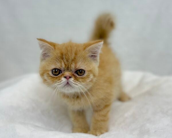 [#25929-01]  - Orange Tabby M Exotic Short Hair Kittens for Sale