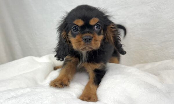 [#251217-02]  - Black / Tan M Cavalier King Charles Spaniel Puppies For Sale