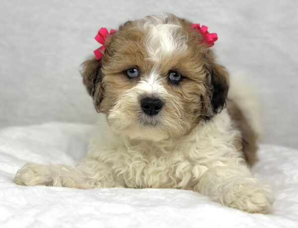 [#251385-04]  - Chocolate Merle F ShihPoo Puppies For Sale