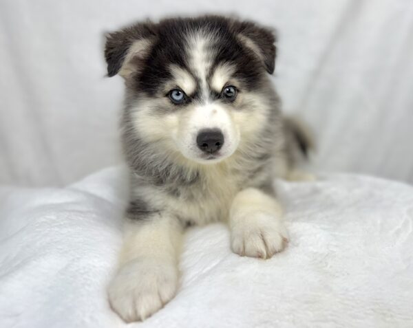 [#251156-03]  - Gray / White M Pomsky Puppies For Sale