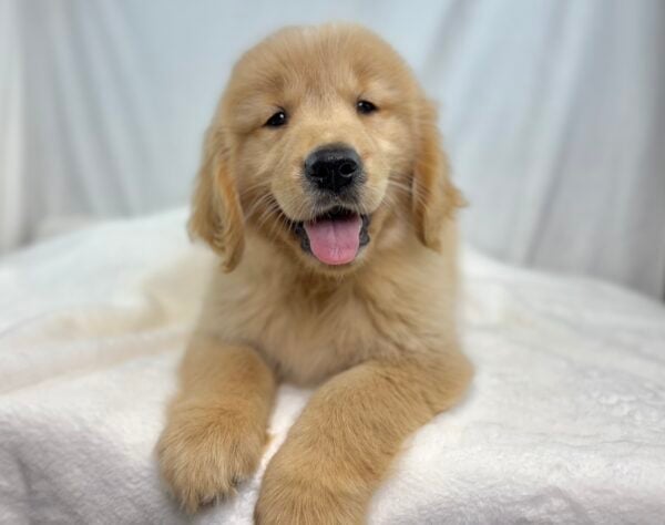 [#251222-02]  - Golden M Golden Retriever Puppies For Sale