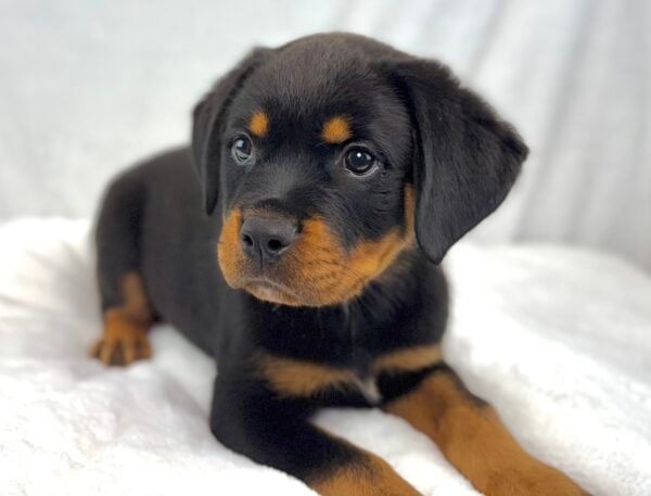 [#251215-03]  - Black / Tan M Rottweiler Puppies For Sale