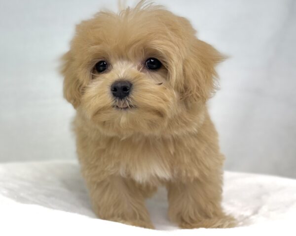 [#2557-03]  - Cream M Poodle/Maltese Puppies For Sale