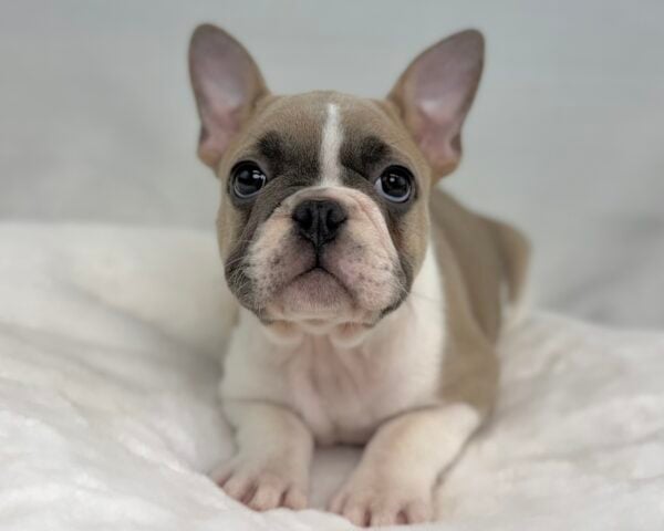 [#251264-02]  - Blue M French Bulldog Puppies For Sale
