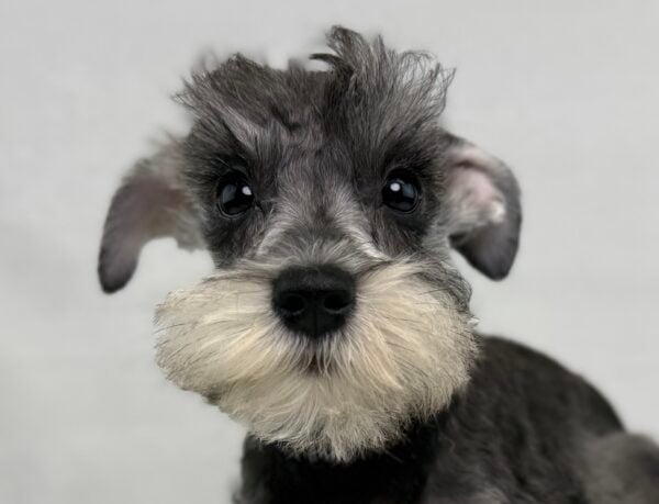 [#251130-06]  - Salt / Pepper F Miniature Schnauzer Puppies For Sale