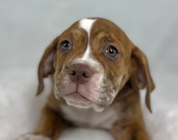 [#251157-04]  - Fawn F Beabull 2nd Gen Puppies For Sale