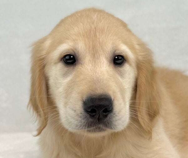[#251223-06]  - Light Golden F Golden Retriever Puppies For Sale