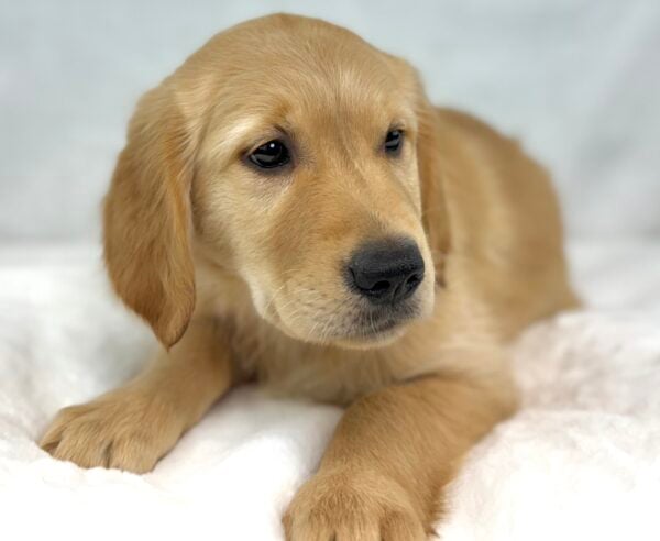 [#251221-07]  - Light Golden F Golden Retriever Puppies For Sale