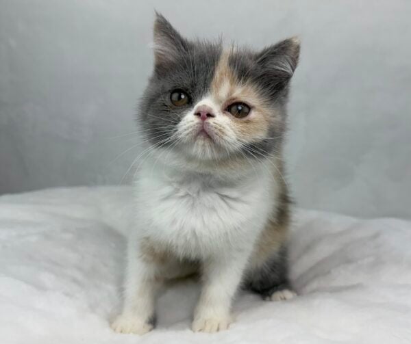 [#251345-04]  - Dilute Calico F Exotic Short Hair Kittens for Sale