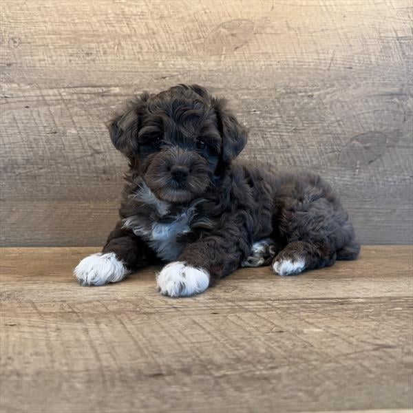 [#251320-03]  - Black Merle F Yorkiepoo Puppies For Sale