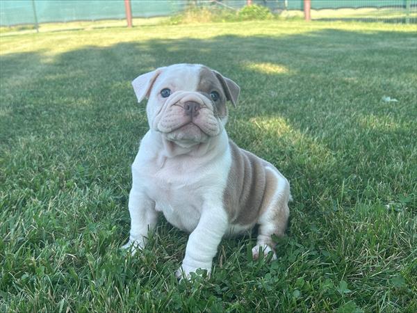 [#251549-02]  - Blue F Victorian Bulldog Puppies For Sale
