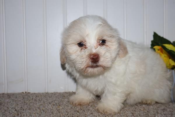 [#251681-03]  - White / Tan M Havanese Puppies For Sale