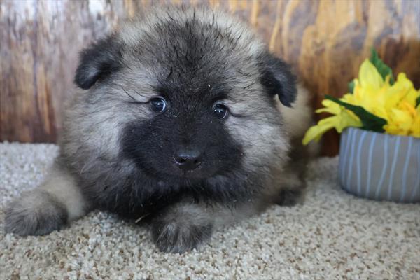 [#251805-02]  - Gray Silver / Black M Keeshond Puppies For Sale