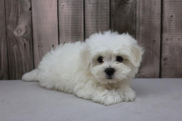 [#251499-03]  - White F Bichon Frise Puppies For Sale