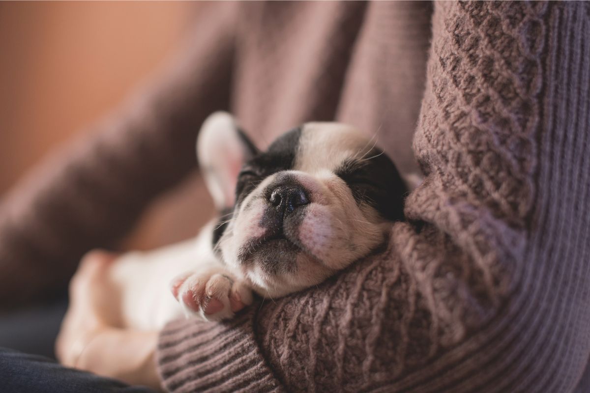 Canine Care Certified: Choosing Responsible Dog Breeders