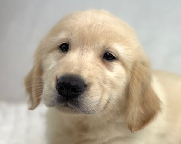 [#251487-08]  - Light Golden F Golden Retriever Puppies For Sale