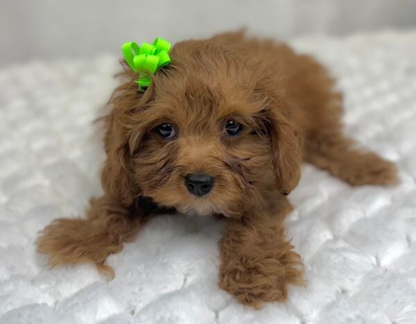 [#2569-05]  - Red F Poodle/Cavalier King Puppies For Sale