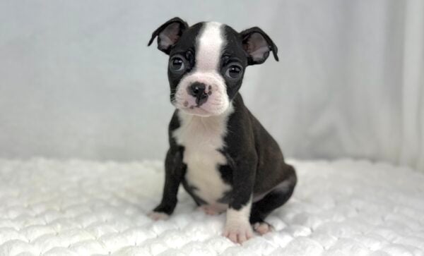 [#2564-02]  - Black / White F Boston Terrier Puppies For Sale