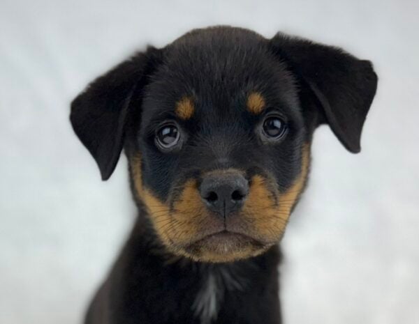 [#251409-03]  - Black / Tan M Rottweiler Puppies For Sale