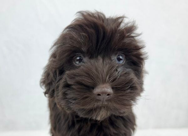 [#251676-02]  - Chocolate F Miniature Schnauzer Puppies For Sale