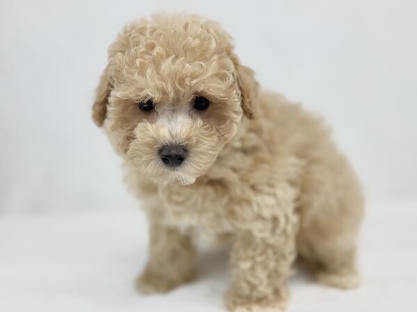 [#251524-02]  - Cream M Bichapoo Puppies For Sale
