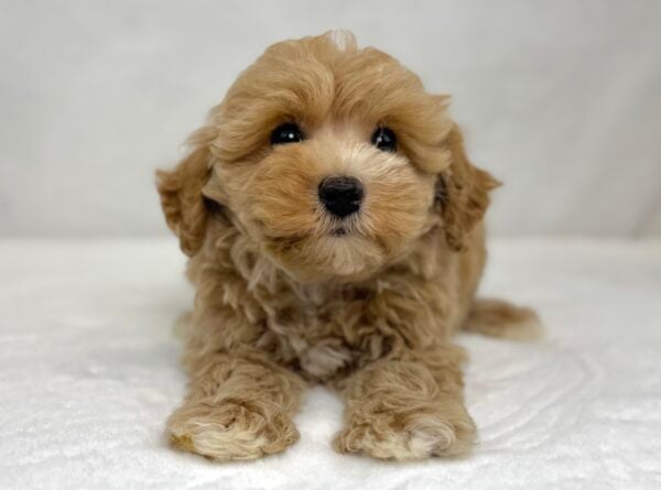 [#251323-05]  - Apricot F Schnoodle Puppies For Sale