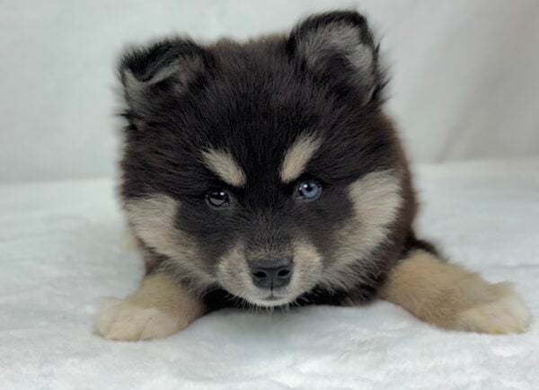 [#251456-03]  - Black / White F Alaskan Klee Kai Puppies For Sale