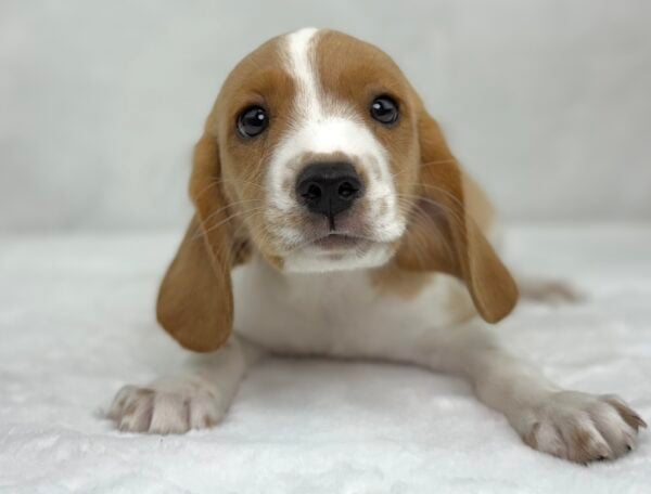 [#251343-01]  - Blenheim M Beagalier Puppies For Sale