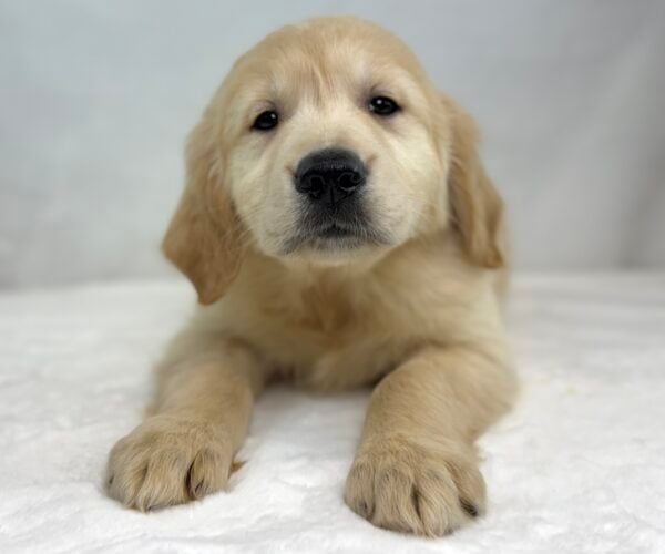 [#251483-05]  - Light Golden M Golden Retriever Puppies For Sale