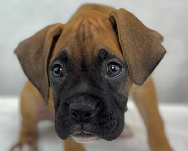 [#251331-03]  - Brown / White F Boxer Puppies For Sale