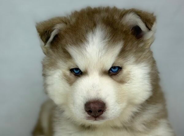 [#251558-02]  - Red / White M Siberian Husky Puppies For Sale