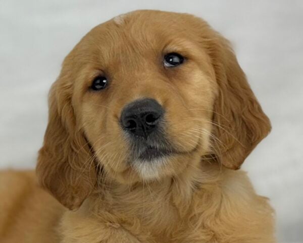 [#251483-06]  - Light Golden F Golden Retriever Puppies For Sale