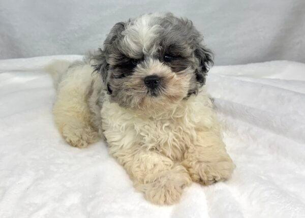 [#251386-02]  - Blue Merle M ShihPoo Puppies For Sale
